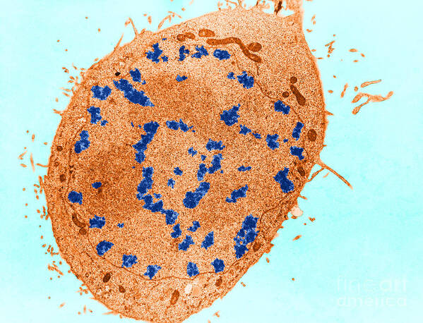 Eukaryote Art Print featuring the photograph Mitosis, Prophase, Tem by David M. Phillips