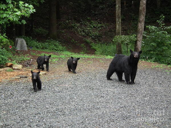 Fluffy Art Print featuring the photograph Momma And Three Bears by Jan Dappen