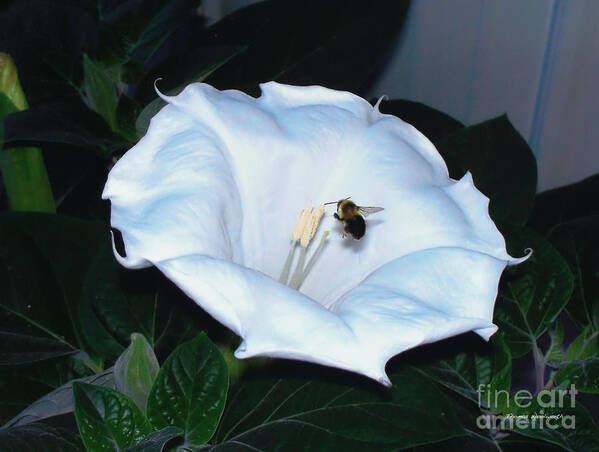 Moon Flower Art Print featuring the photograph Moon Flower by Thomas Woolworth