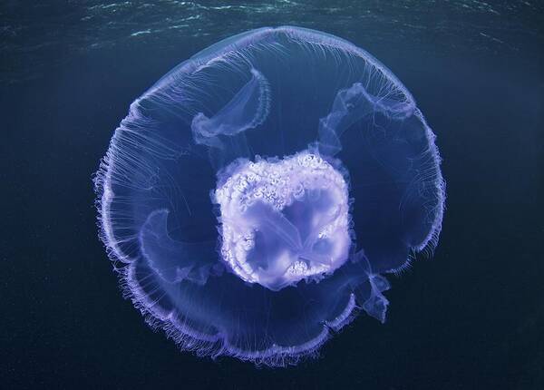 Aurelia Aurita Art Print featuring the photograph Moon jellyfish by Science Photo Library