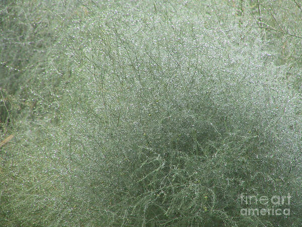 Asparagus Art Print featuring the photograph Morning Dew on Green Asparagus Fern by Conni Schaftenaar