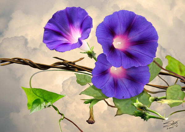 Flowers Art Print featuring the digital art Morning Glory and Barbed Wire by M Spadecaller