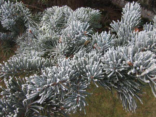 Winter Art Print featuring the photograph Morning hoar frost on a blue spruce by Donald S Hall