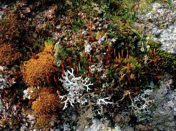 Wall Top Habitat. Art Print featuring the photograph Moss And Lichens by Bob Gibbons/science Photo Library