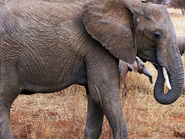 Elephant Art Print featuring the photograph Mother And Daughter by Carl Sheffer