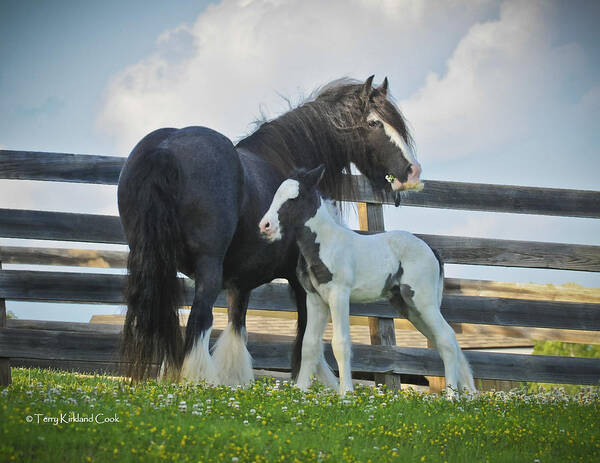 Equine Art Print featuring the photograph Mother and Son by Terry Kirkland Cook