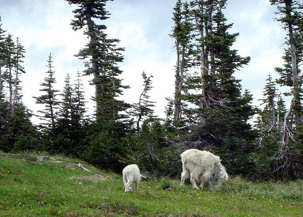 Wildlife Art Print featuring the photograph Mountain Goats by Susan Woodward