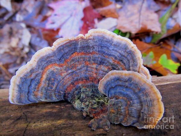 Multicolor Mushrooms Blue Mushrooms Rainbow Polypores Colorful Mushrooms Photographs Natural Designs In Nature Pennsylvania Forest Fungi American Mushrooms Blue Bracket Fungi Images Shelf Fungi Images Organic Art Nature Photography Mid Atlantic Mushrooms Appalachian Mountain Mushrooms Appalachian Fungi Appalachian Biodiversity Woodland Wonders Natural Science Educational Resources Protect Biodiversity Preserve Oldgrowth Forest Protect Water Quality Stop Sprawl North American Biodiversity Art Print featuring the photograph Multicolor Mushroom by Joshua Bales