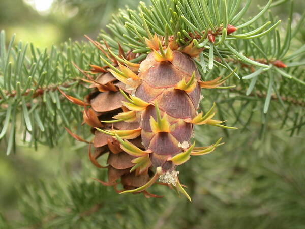 Pine Cone Art Print featuring the photograph Multiple Generations by Shane Bechler