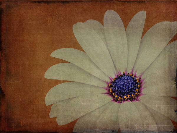 Daisy Art Print featuring the photograph My Beautiful Daisy by Marco Oliveira