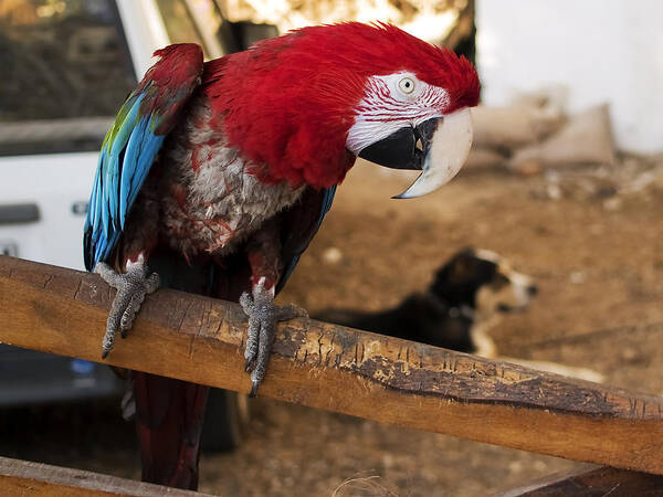 Outdoor Art Print featuring the photograph A beautiful macaw in red and blue in company of its best friend by Pedro Cardona Llambias