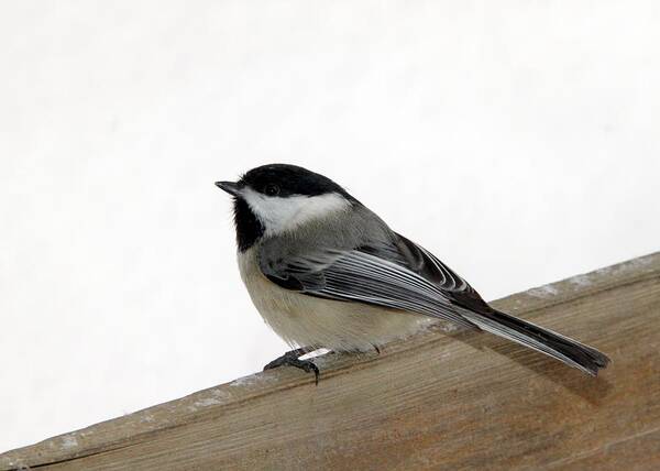 Brid Photography Art Print featuring the photograph My Little Chickadee by Andrea Lazar