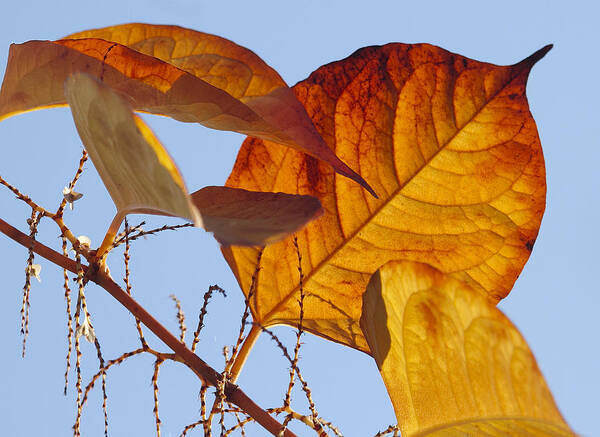 Tree Leaves Art Print featuring the photograph Nature's arrangement by Elvira Butler