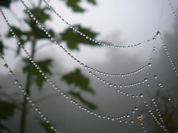 Web Art Print featuring the photograph Nature's Pearls by Diannah Lynch