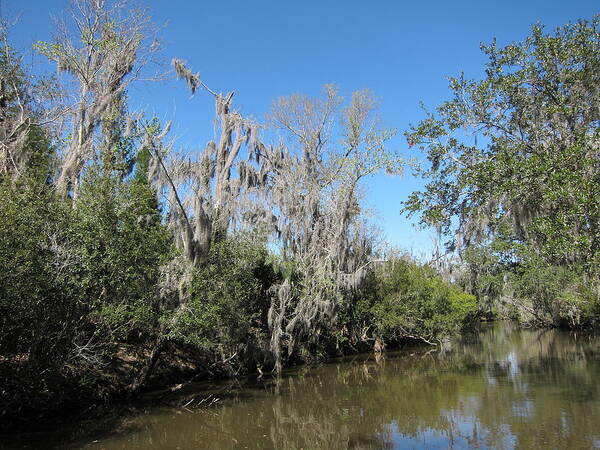 New Art Print featuring the photograph New Orleans - Swamp Boat Ride - 1212146 by DC Photographer