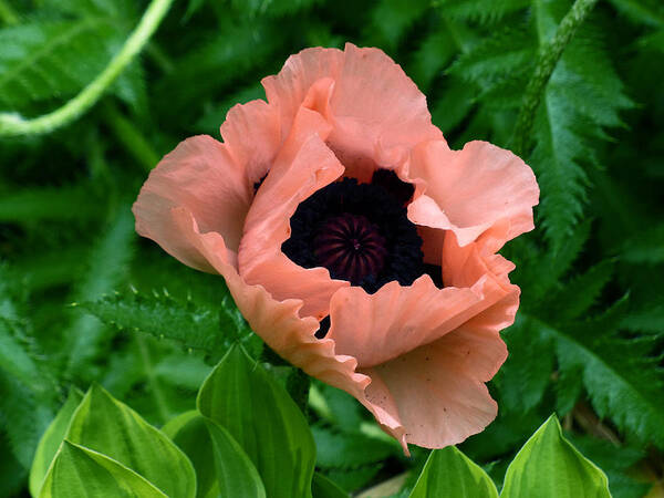Flower Art Print featuring the photograph New pink poppy by Thomas Samida