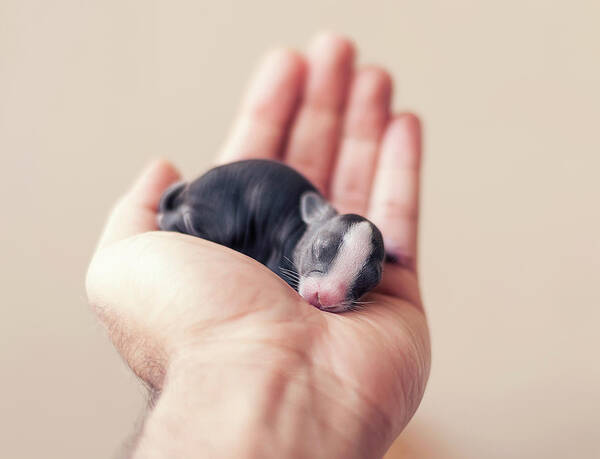 Rabbit Art Print featuring the photograph Newborn Baby Bunny In Hand by Ashraful Arefin Photography