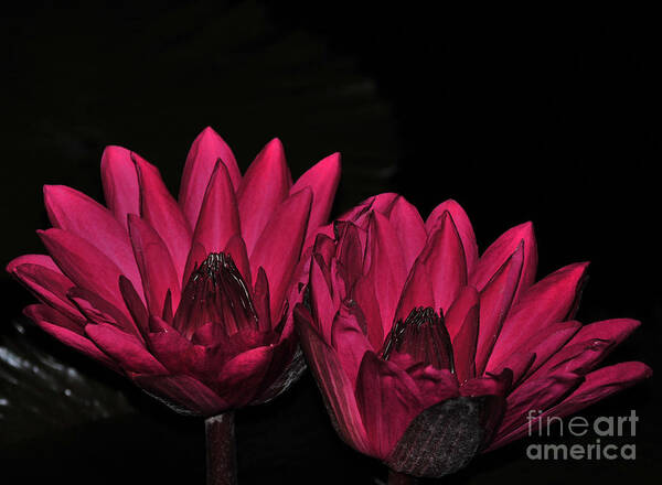 Lily Art Print featuring the photograph Night Blooming Lily 1 of 2 by Terri Winkler