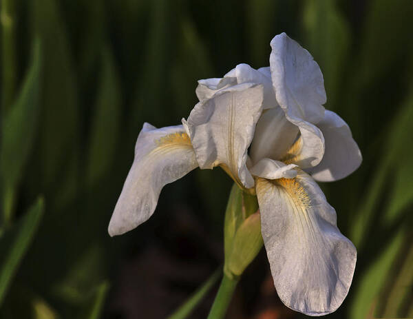 Flower Art Print featuring the photograph Night Iris by Joan Bertucci