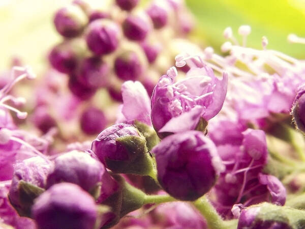 Flowers Art Print featuring the photograph Nodes Of A Lilac by Yvon van der Wijk
