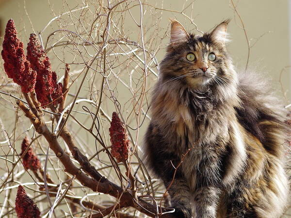 Animal Themes Art Print featuring the photograph Norwegian Forest Cat by Sandra Schmid