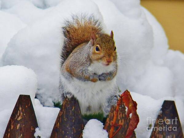 Squirrel Art Print featuring the photograph Oh No  Early Snow by Judy Via-Wolff