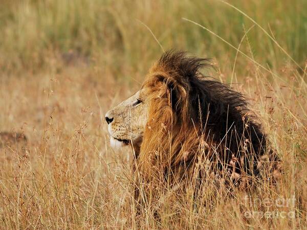 Masai Mara National Reserve Art Print featuring the photograph Old lion with a black mane by Alan Clifford