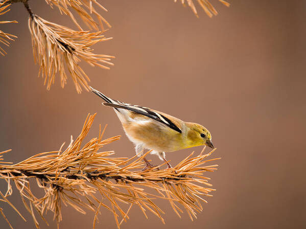 Yellow Art Print featuring the photograph On Your Mark... - American Goldfinch by Christy Cox