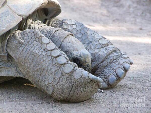 Tortoise Art Print featuring the photograph One Very Old Very Large Sulcata Tortoise by Mary Deal