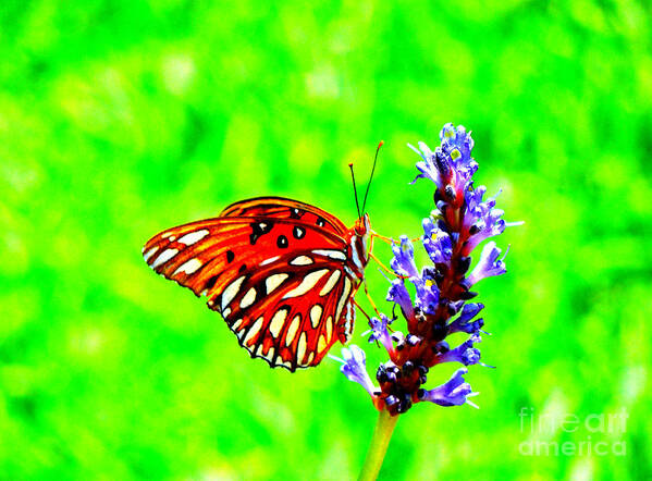 Butterfly Art Print featuring the photograph Orange Butterly Against A Funky Green Background by Renee Trenholm