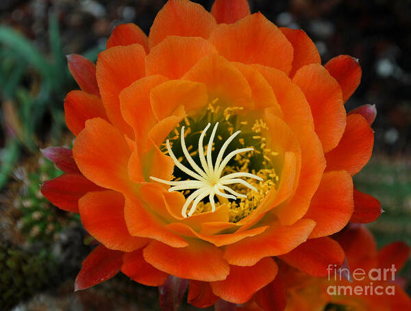 Orange Art Print featuring the photograph Orange Cactus Flower by Nancy Mueller