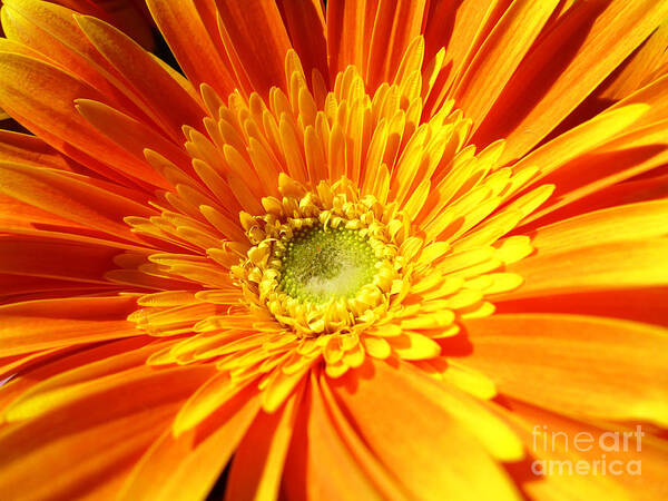 Orange Art Print featuring the photograph Orange Gerbera by Cristina Stefan