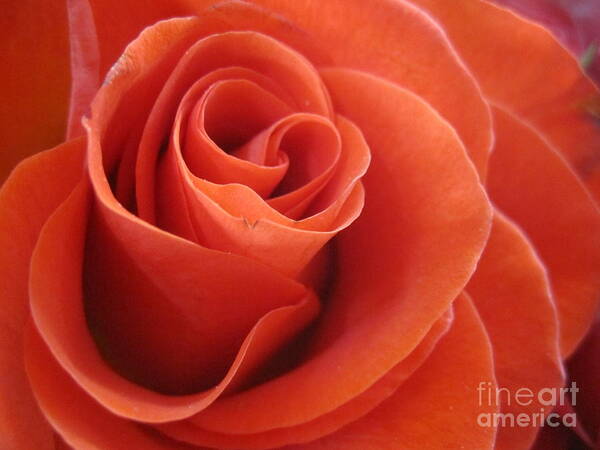 Floral Art Print featuring the photograph Orange Twist Rose 3 by Tara Shalton