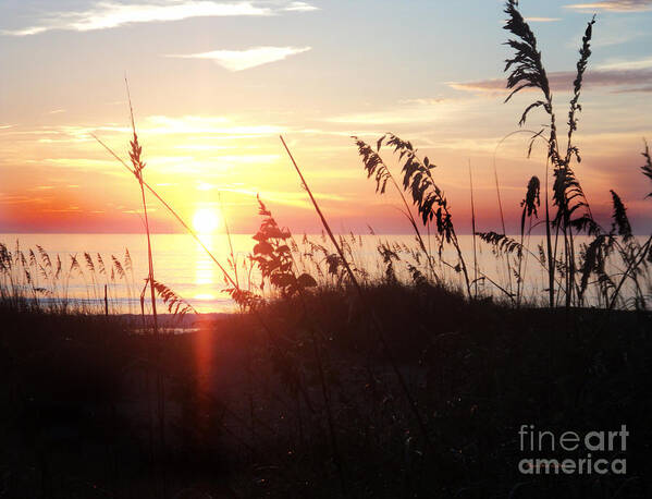 Aquatic Art Print featuring the photograph Orb of Day by Megan Dirsa-DuBois