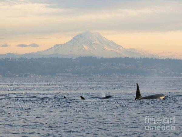 Orca Art Print featuring the photograph Orcas and Mt. Rainier II by Gayle Swigart