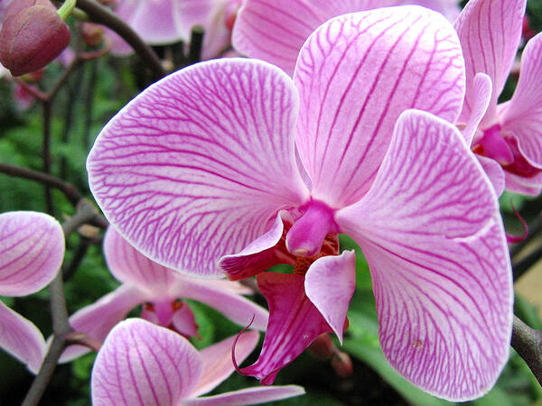 Orchid Art Print featuring the photograph Orchid 2 by Helene U Taylor