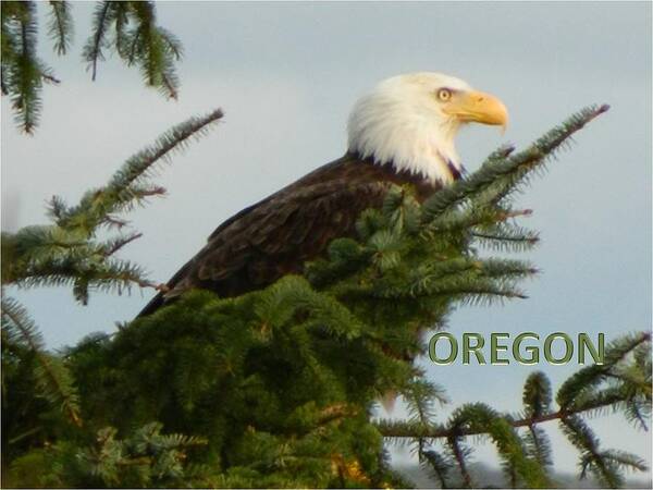 Oregon Art Print featuring the photograph Oregon Eagle by Gallery Of Hope 