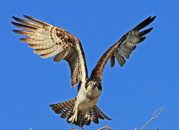 Osprey Art Print featuring the photograph Osprey head on by Larry Nieland