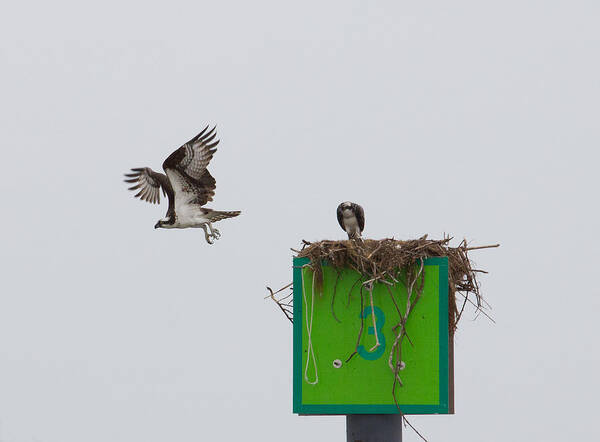 Chesapeake Bay Art Print featuring the photograph Osprey in Flight by Leah Palmer