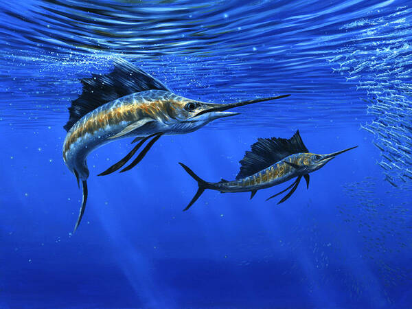 Pacific Sailfish Art Print featuring the painting Pacific Sailfish by Guy Crittenden