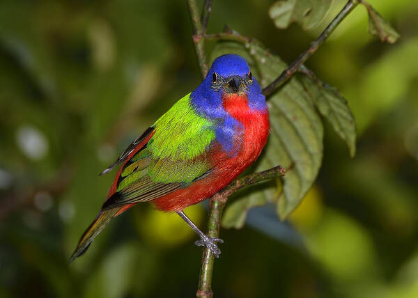 Dodsworth Art Print featuring the photograph Painted Bunting by Bill Dodsworth