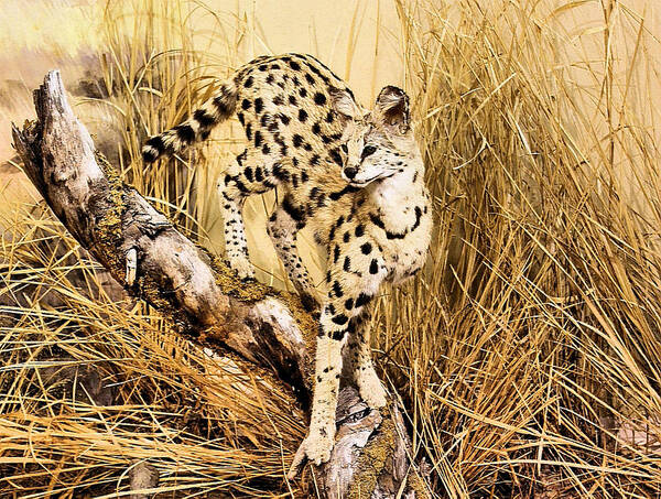 Cheetah Art Print featuring the photograph Painted Cheetah by Kristin Elmquist