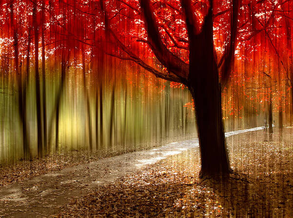 Autumn Art Print featuring the photograph Painted With Light by Jessica Jenney