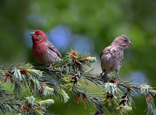 Finch Art Print featuring the photograph Pair of Purple Finches by Rodney Campbell