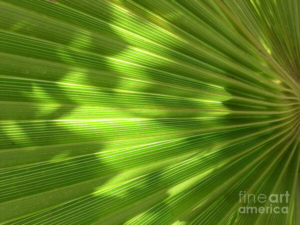  Art Print featuring the photograph Palm Leaf by Nora Boghossian