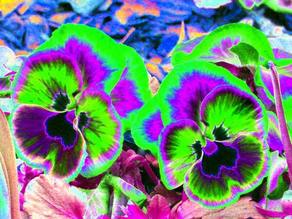 Pansy Art Print featuring the photograph Pansy Power 60 by Pamela Critchlow