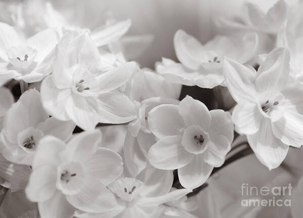 Paper Whites Art Print featuring the photograph Paper Whites Bouquet by Tamara Becker