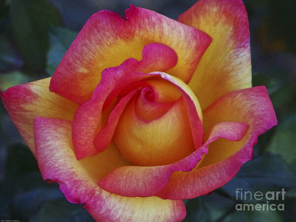 Flowers; Roses; Nature; Pink; Yellow Art Print featuring the photograph Peace in Floral Format by Kathy McClure