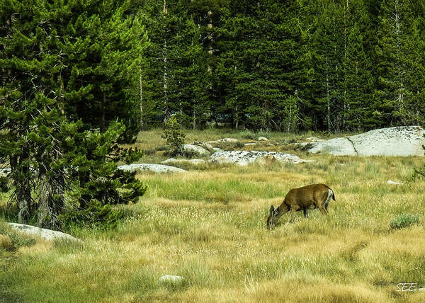 Deer Art Print featuring the photograph Peacefully Grazing by Susan Eileen Evans