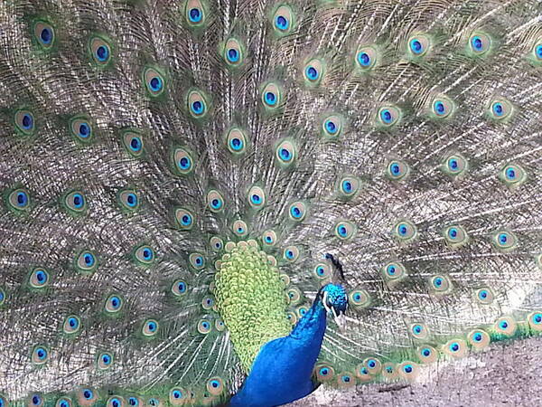 Peacock Art Print featuring the photograph Peacock Bow by Caryl J Bohn